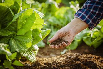Sustainable & Organic Gardening